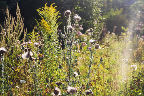 Wild thistle plants and tall meadow vegetation in warm evening sunlight. Fluffy seed heads grasses weeds summer field nature rural landscape botanical texture and natural background.