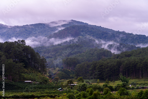 Misty pine mountains near Da Lat, Vietnam