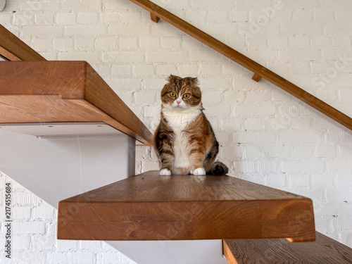 cat on stair looking at camera, concept of pets, home, banner, copyspace