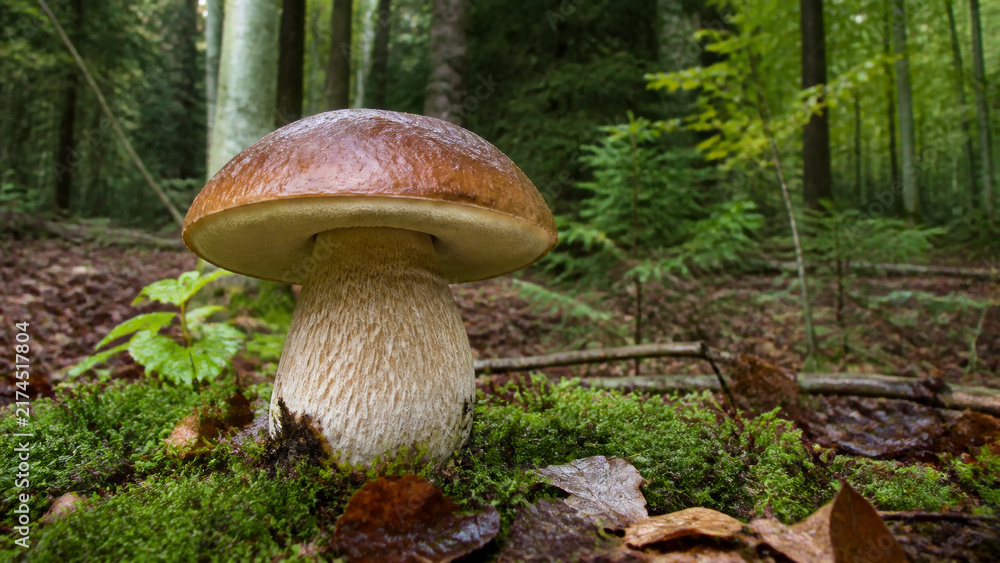Fototapeta premium Porcini mushroom with thick stem and brown cap on a mossy forest floor