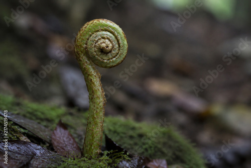 Involute fern fiddlehead in forest moss, growth and nature renewal concept