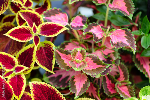 Foto Filled frame of summer seasonal colorful leaf ferns in full bloom for lovely hom