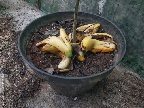 Overripe Bananas Used For Compost