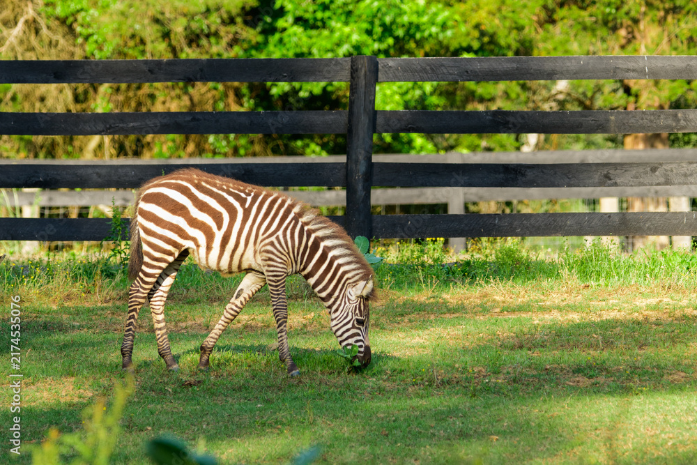 Naklejka premium Liberty Acres Animal Haven & Equine Rescue