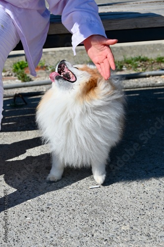 Konstfotografi A close-up, vertical photograph showing a female hand, with a pink sleeve, gently petting the head of a joyful, fluffy white and orange Pomeranian dog on an outdoor walk