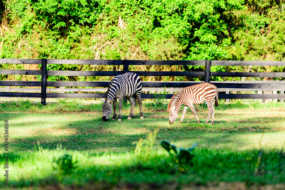 Naklejka premium Liberty Acres Animal Haven & Equine Rescue