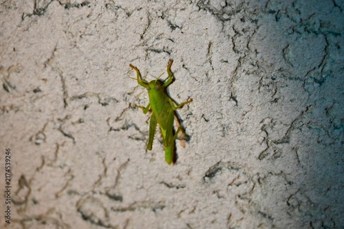 Bild auf Leinwand A close-up photograph of a vibrant green grasshopper resting on a light-colored, textured ceramic wall surface
