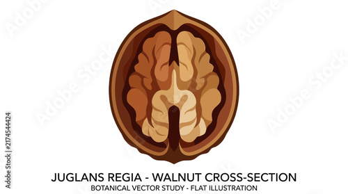 Flat Vector Illustration of a Walnut Cross Section