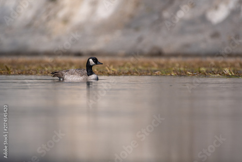 Фотография Cackling Goose swimming in a calm river stretch at Yellowstone National Park