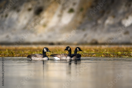Картината върху платно Three Cackling Geese swimming in a calm river stretch at Yellowstone National Pa