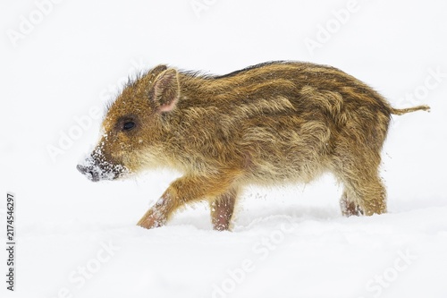 Wild boar (Sus scrofa) in the snow, fresh boar, Melle, Lower Saxony, Germany