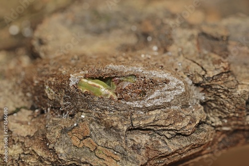 Sallow kitten moth (Furcula furcula), caterpillar building cocoon, North Rhine-Westphalia, Germany