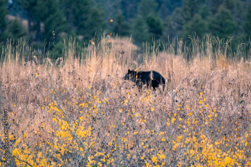 Obraz na plátně Black bear standing amidst tall autumn grasses in Yellowstone National Park
