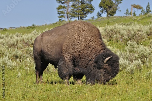 A mighty American Bison (Bos bison) stands in a green pasture, trees in the background. Yellowstone National Park, Wyoming, USA