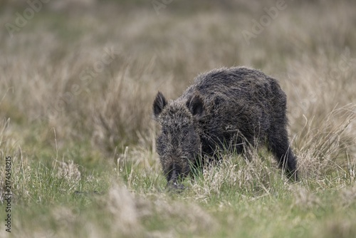This wild boar (Sus scrofa) does not look healthy due to the shaggy fur, I cannot say whether this is really the case, Denmark