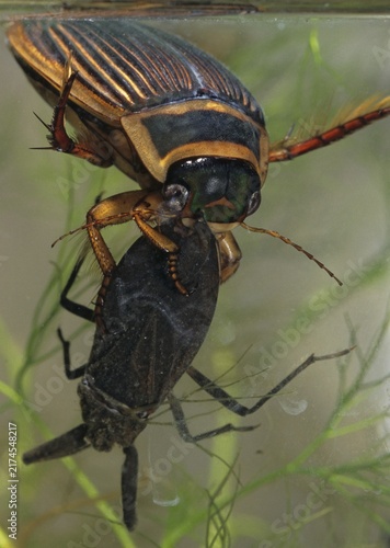 Dytiscus circumflexus, yellowy beetle, water scorpion, aquatic, beetle, prey, capture, female, high size, portrait, insects, insects, beetles, water beetles, female