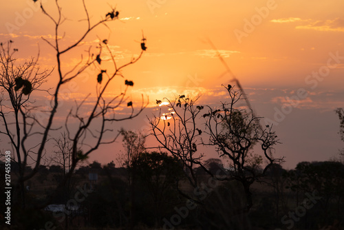 Pôr do sol dourado na vegetação de cerrado rasteiro em Goiás, Brasil.