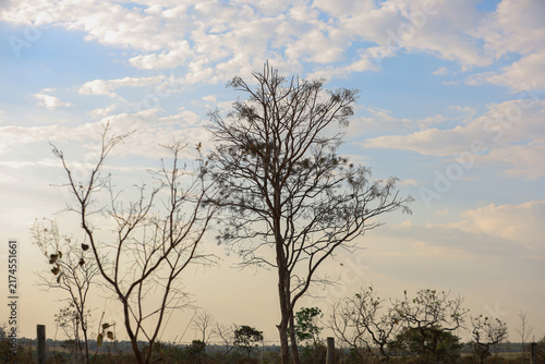 Silhuetas de Árvores Secas contra o Céu de final de tarde com nuvens esparsas. 