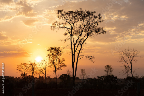 Árvores e vegetação de cerrado rasteiro em contraluz ao por do sol em Goiás, Brasil