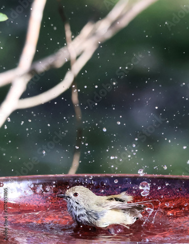Canvas Print Brown Thornbill (Acanthiza pusilla) bathing, South Australia