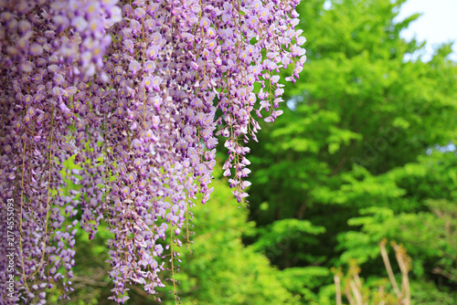 美しい藤の花
