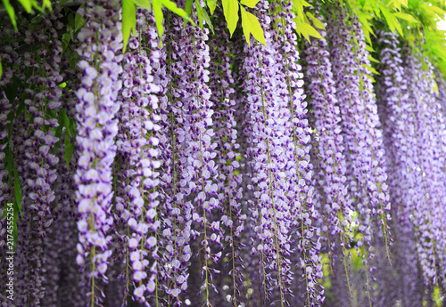 美しい藤の花