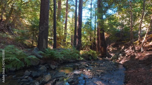 Forest with stream