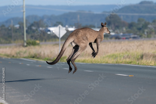 фотографія Red kangaroo leaps mid-air across paved road