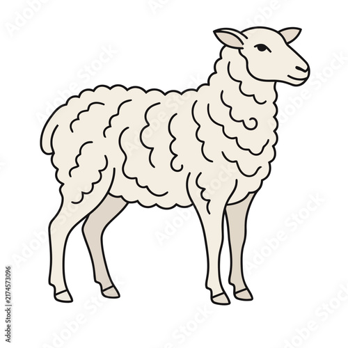 Illustration of a Sheep