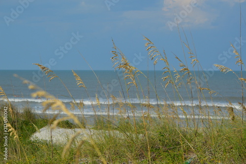 Florida Wildlife Life's A Beach