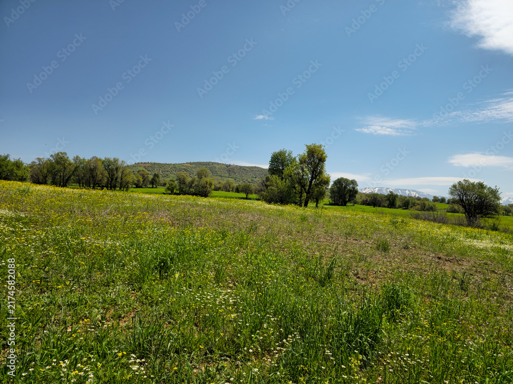 Obraz premium Meadow filled with white wildflowers stretches beneath scattered trees, with distant snow-capped peaks visible under a bright sky with drifting clouds. 📍Daga Shekhan, Marivan, Kurdistan 