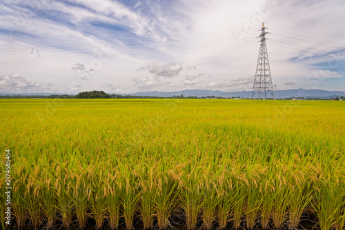 Captured during the autumn harvest, Japanese Countryside, Golden Rice Fields, Shinto Shrine in Yamagata, Beautiful Rural Landscape with Prayer Flags for Traditional Farming Background