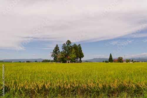 This exceptional photograph brilliantly portrays, Tohoku Region Agriculture, Golden Rice Paddy, Shinto Shrine in Yamagata, Serene Autumn Harvest Landscape for Sustainable Farming