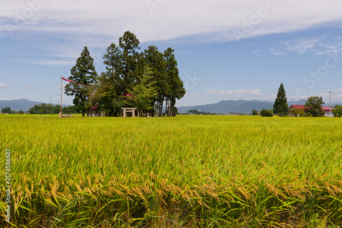 Feeling a profound sense of Zen, Yamagata Countryside, Golden Rice Harvest, Sacred Shinto Shrine with Prayer Flags, Traditional Japanese Agriculture and Rural Nature Background