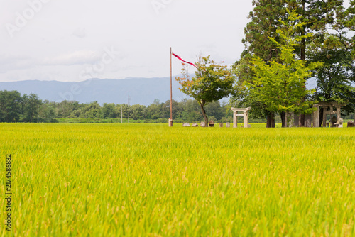 Walking my daily countryside route, Japanese Rural Landscape, Autumn Harvest Flags, Golden Rice Field with Shinto Shrine, Warm Nostalgic Scenery for Cultural Heritage Projects
