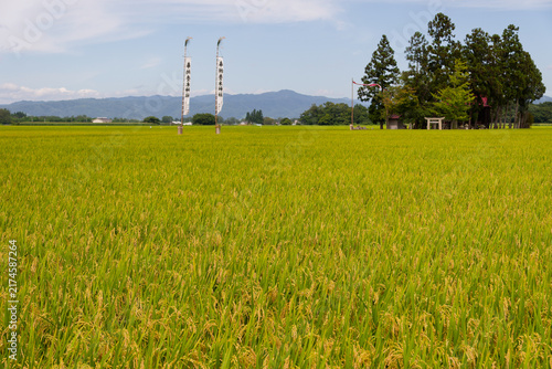 Overlooking the vast agricultural expanse, Tohoku Region Farming, Golden Rice Paddy, Shinto Shrine, Japanese Countryside Autumn Harvest Background for Nature Conservation and Travel