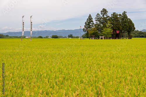 Escaping the busy modern city, Peaceful Japanese Countryside, Golden Rice Harvest, Shinto Shrine in Yamagata, Authentic Rural Landscape for Wellness and Travel Backgrounds