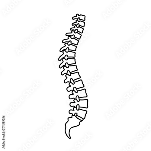 Spine outline