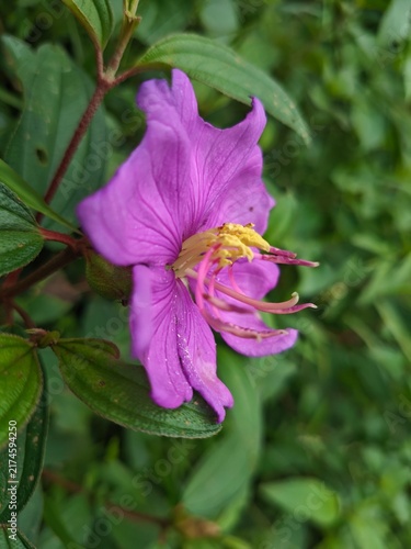 Quadro su tela A close-up of a vibrant purple flower in full bloom surrounded by lush greenery