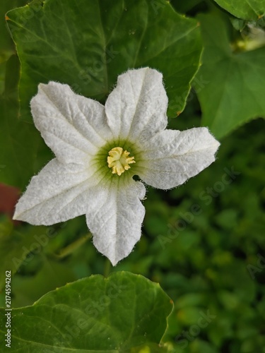 Quadro su tela A close-up view of a white flower with green leaves
