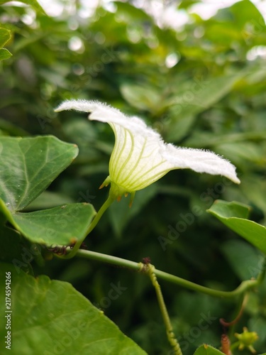 Obraz na płótnie A close-up photo of a white flower in a lush green garden
