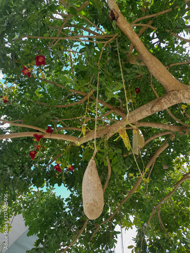 Obraz na płótnie Exotic flora: The heavy hanging fruit and green leaves of the Kigelia medicinal