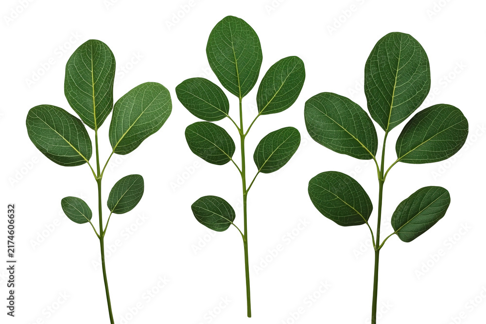 Obraz premium Three green leafy branches with rounded oval leaves