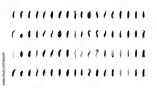 A comprehensive collection of diverse bird feather silhouettes arranged in multiple rows isolated on a white background for design projects