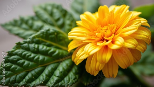 Close up vibrant yellow flower with layered petals surrounded by lush green leaves with background