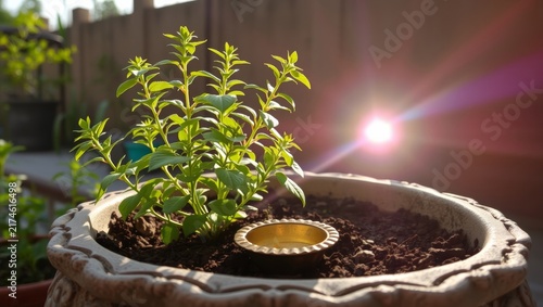 Lush green sacred plant thriving in decorative ceramic pot beside glowing brass ritual lamp with sun