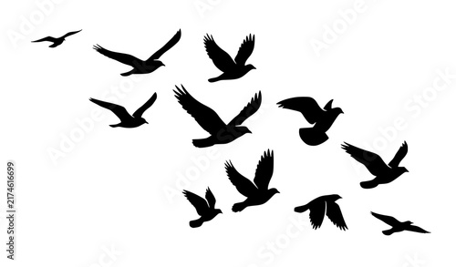 Obraz na plátně A flock of birds flying together in a group isolated on a plain white background