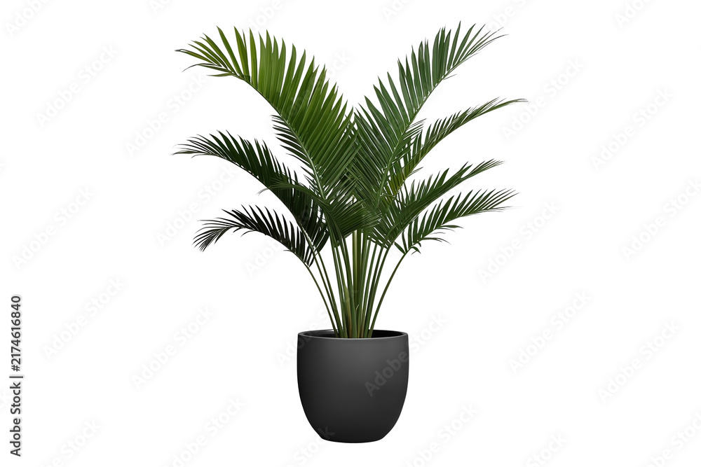 Fototapeta premium Potted palm plant with arching tropical foliage