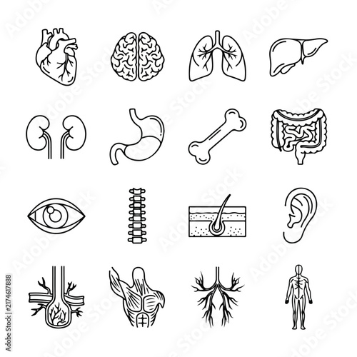 Human Anatomy Vector Line Icon Set for Medical Education