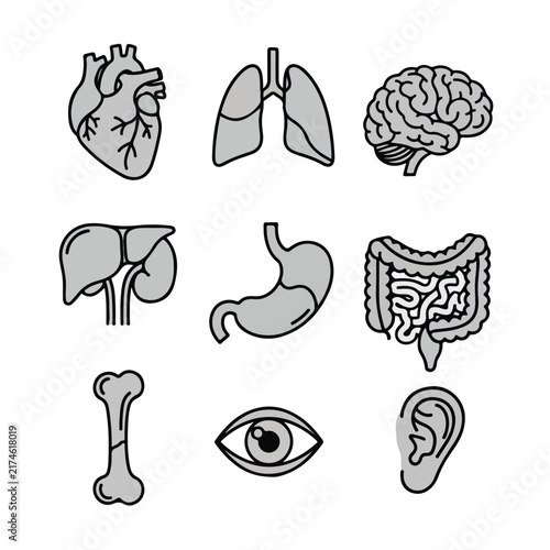 Human Anatomy Icons Set for Medical Education and Healthcare
